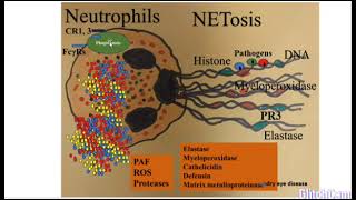 Neutrophils [upl. by Haakon723]