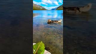 Beautiful video shorts animals nature dog FurryFeatheredFun [upl. by Erich]