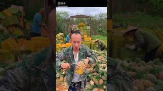 China i pineapple is farming food [upl. by Yawnoc]