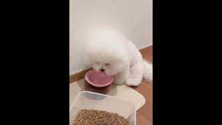 Cutie Doggo trending trendingshorts dog doglover funny cute animals reels tiktok [upl. by Anauqaj169]