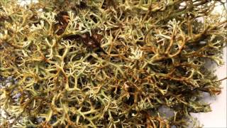 Timelapse of lichen transforming when wet [upl. by Yarg745]