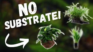 TOP 7 No Substrate Aquarium Plants For Beginners [upl. by Razatlab]