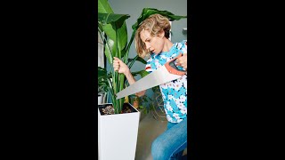 ✂️ How To Prune Bird Of Paradise Plant Shorts [upl. by Allit]