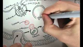 Immunology  Innate Immunity MHC processing [upl. by Ellennaj]