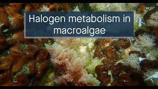 Halogen metabolismrelated genes in macroalgal associations and their potential applications [upl. by Nidraj196]