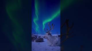 Experience the Polar Night in Tromsø Norway A Winter Wonderland Adventure [upl. by Ollehcram]