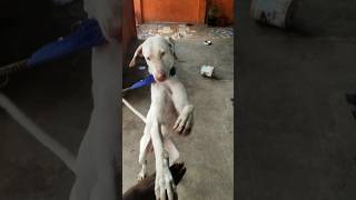 Rajapalayam dog rajapalayam kombaidogs rajapalayamdogs rajapalayampuppy rajapalayamdog dog [upl. by Virgilia340]