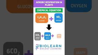 AEROBIC RESPIRATION IN PLANTS  Respiration in Plants  BioLearn [upl. by Chavaree429]