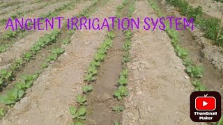 WHY I CHOSE FURROW IRRIGATION [upl. by Mahsih]