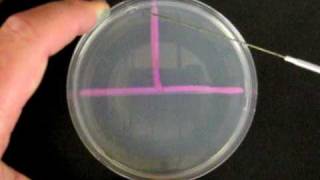 Bacteriological ThreePhase StreakPlating Technique [upl. by Daffi]