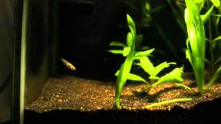 Vallisneria timelapse 12 days [upl. by Tavey]