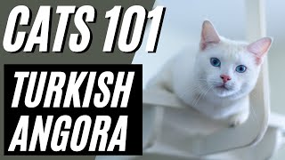 Turkish Angora Cat  Pros and Cons of the Turkish Angora Cat [upl. by Ijnek974]