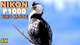 Nikon P1000 4K  Bird Mode Demo [upl. by Sperling]