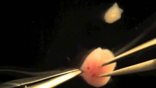 Isolation and injection of an E80 mouse embryo [upl. by Neraj308]