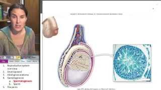 Spermatogenesis Male Reproductive System ☆ Human Anatomy Course [upl. by Lorin]