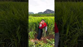 Amazing High Yielding Farming  Beautiful Fresh Organic Ginger shorts satisfying [upl. by Irelav]