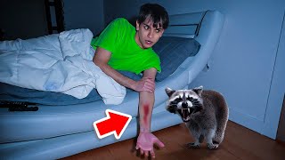 A Vicious Raccoon ATTACKED Me In The Middle Of The Night [upl. by Rikki80]