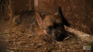 Cairn Terriers  Too Cute [upl. by Fortunato194]