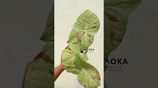 Syngonium Milk Confetti  OKANOKACOM  Selling Tropical Plants amp Houseplants [upl. by Akahc]