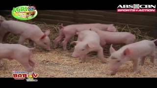 agritv PIGROLAC Hog COnvention Bacolod 2 ep112 May 15 2016 [upl. by Gadmon]