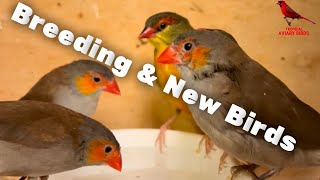 New Birds for the Aviary and Breeding Status waxbills gouldian finches parrotfinches and more [upl. by Hartill792]