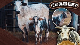 CONHECENDO A GENÃ‰TICA DE PULOS DA CIA LM BUCKING BULLS 2024 [upl. by Yllier90]