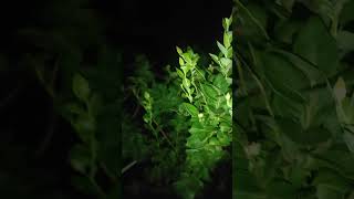 Southern Highbush blueberry 🫐 plants nightview [upl. by Whelan]