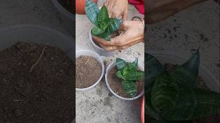 Sensevieria plant propagation garden shorts Binarofficial [upl. by Oinotnaocram250]