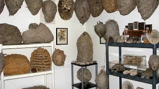 WASP NEST MUSEUM Part 2 [upl. by Anirtal]