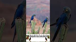 A Arara azul de lear ou Indigo Macaw araras araraazul exótico bird lendasdoencarte aves [upl. by Jar]