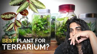 Best plant for closed terrariums [upl. by Nakhsa]