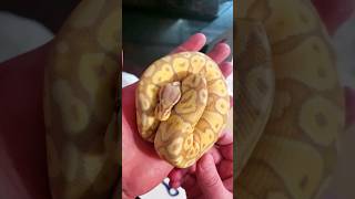 Banana Ball Python From Miami 😁 nature python shorts animals viral reptiles trending [upl. by Lidda]