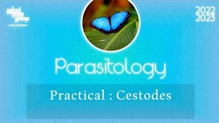 Pract 1 Cestodes Parasitology [upl. by Haseefan]