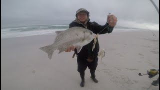 Derde Steen Strand 25kg Galjoen FIRST FISH SINCE LOCKDOWN [upl. by Hajidahk603]