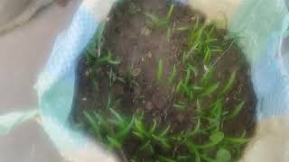 planting coriander and spinach seeds Dhaniya palk o gamle me assani se kaise ugayen [upl. by Deborath444]