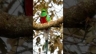 Resplendent Quetzal The sacred Bird of Central América quetzal calypturaexpeditions [upl. by Mel]