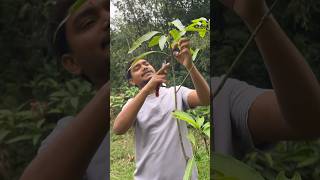 Mango tree pruning in India  mangotreepruning farming indiannurserytips [upl. by Lasonde]