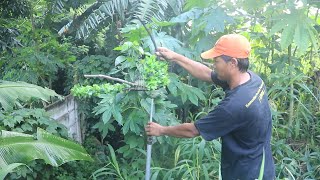 PEMIKAT PERKUTUT KAWAKAN DARI BEKASI [upl. by Einnod139]