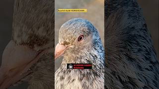 Original import bloodline golden kabootar pigeon pigeorn bird kabootar pigean birdspecies [upl. by Nylsirk]