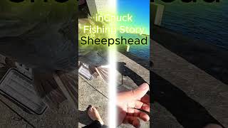 Monster Sheepshead Fishing under a bridge [upl. by Inahet]