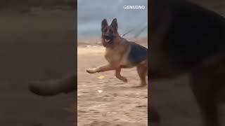 Perros que le ganan a un DOBERMAN🔥 [upl. by Laroc]