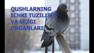 QUSHLARNING ICHKI TUZILISHI VA SEZGI ORGANLARI  ҚУШЛAРНИНГ ИЧКИ ТУЗИЛИШИ ВA СЕЗГИ ОРГAНЛAРИ [upl. by Yromas]