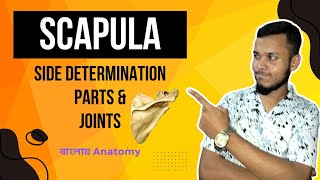 Scapula Anatomy in Bangla  বাংলায় স্ক্যাপুলা [upl. by Camel]