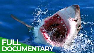 Rise of the Great White Shark  A History 11 Million Years in the Making  Free Documentary Nature [upl. by Anayek]