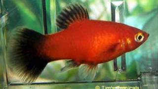 Platy fish care  babies  feeding [upl. by Polad]