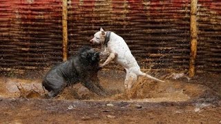 Dogo argentino não perdoa javalis e queixadas o melhor cão de caça do planeta [upl. by Mackay]