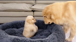 Golden Retriever Puppy Steals Dads Bed Funny Dog Reaction [upl. by Clem137]