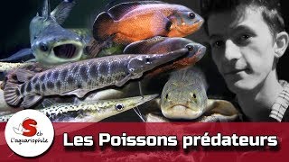 Aquarium de poissons prédateurs d eau douce  nouveau portrait daquariophile [upl. by Adnavoj]