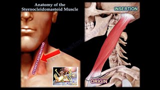 Anatomy Of The Sternocleidomastoid Muscle  Everything You Need To Know  Dr Nabil Ebraheim [upl. by Sivie]