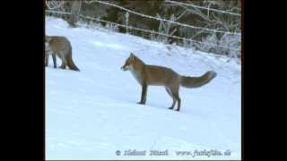 Rotfüchse im Winter  red foxes in winter 3 [upl. by Armillas]